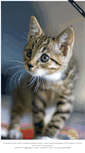 Mobile Screenshot of emergencykitten.com