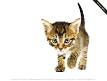 Tablet Screenshot of emergencykitten.com